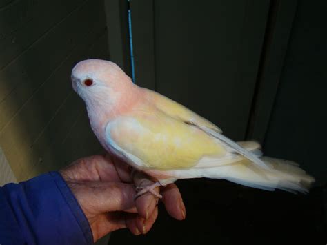 lutino bourke parakeet